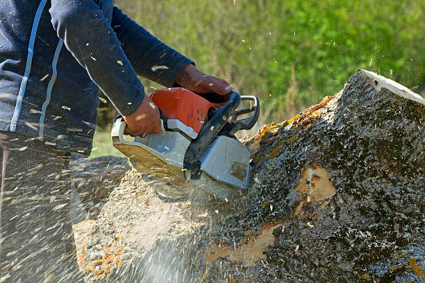 How Our Tree Care Process Works  in  Highland, IL